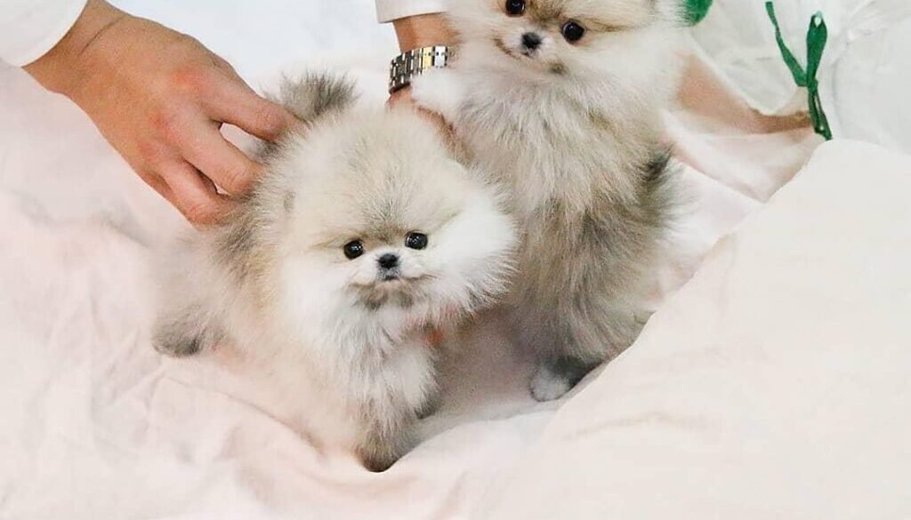 teacup pomeranian puppies for sale