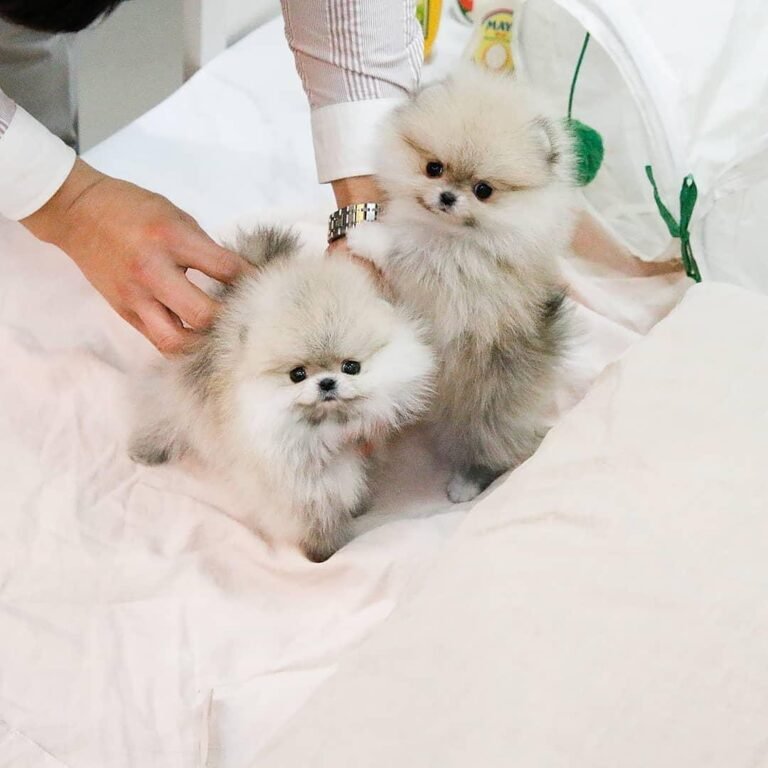 teacup pomeranian puppies for sale