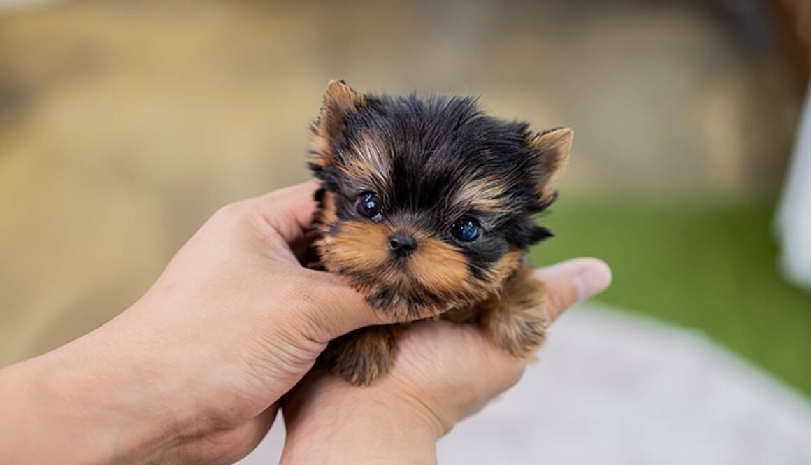 teacup puppies for sale