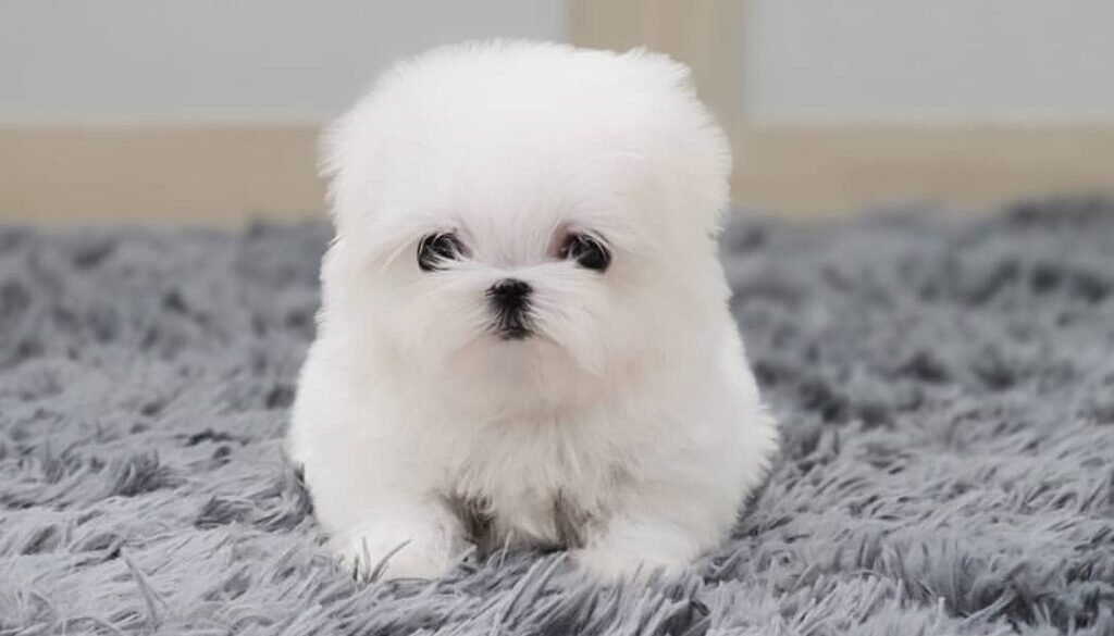 Teacup Puppies for sale near me