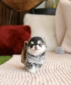 Pomsky puppies