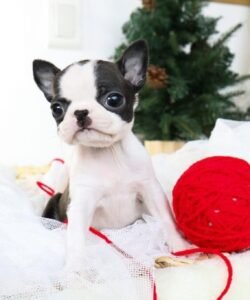 mini french bulldog puppies