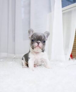 milton the french bulldog