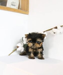 ace (2) ace- Marvel teacup puppies