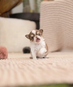 kella teacup chihuahua