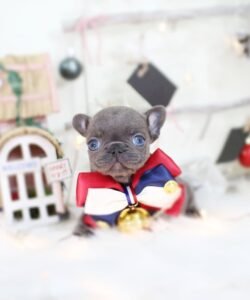 teacup frebch bulldog for sale