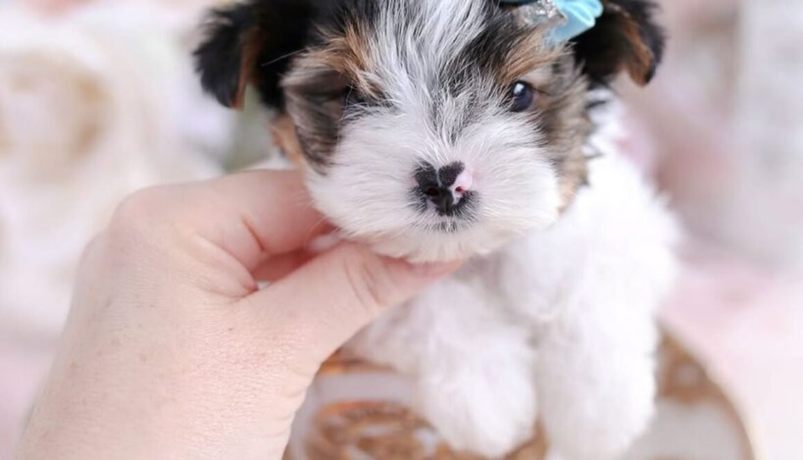 Why Choose a Teacup Puppy