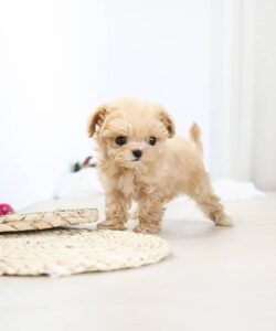 max (6) teacup maltese puppies for sale