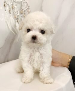sadie (7) teacup poopdle