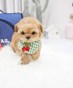 sally (1) teacup Maltipoo puppies for sale