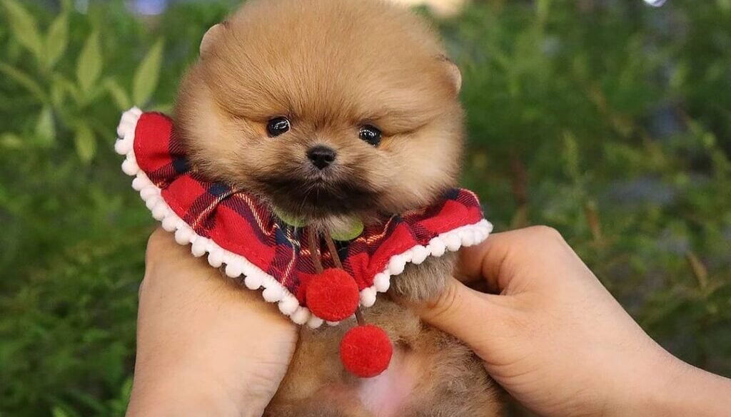 Pomeranian puppies for sale