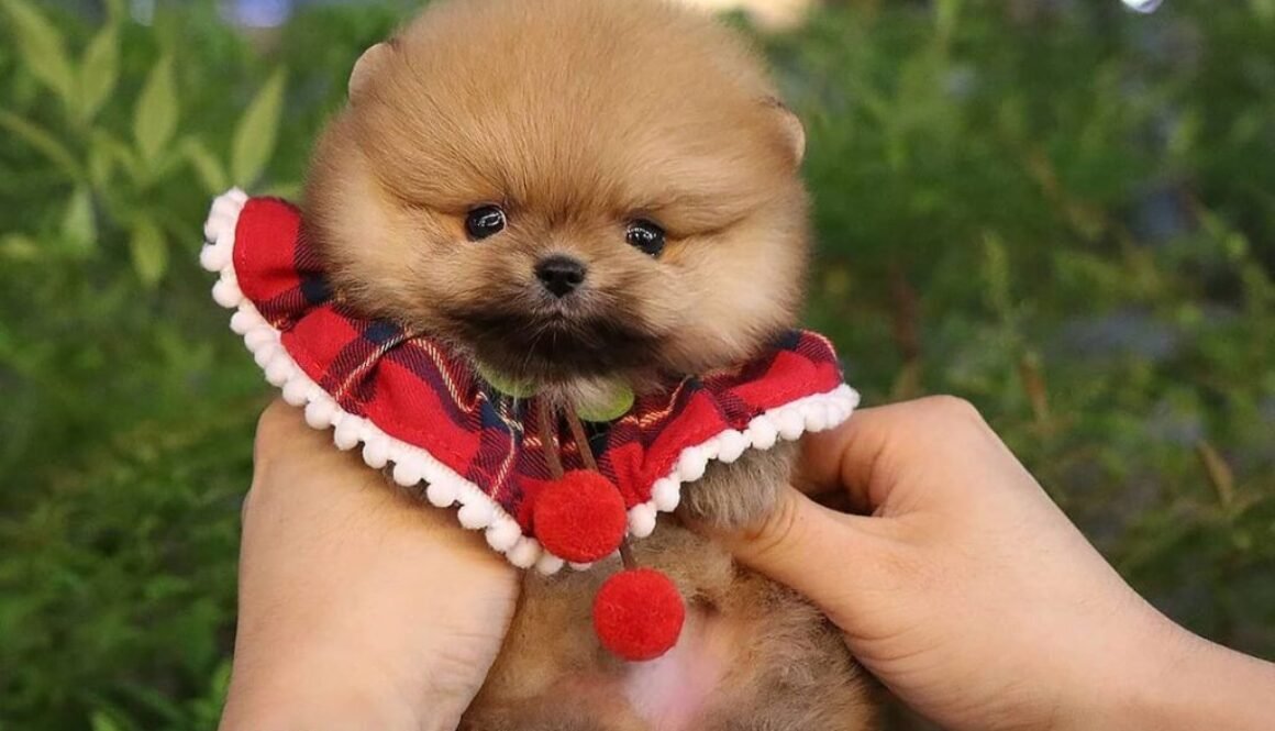 Pomeranian puppies for sale