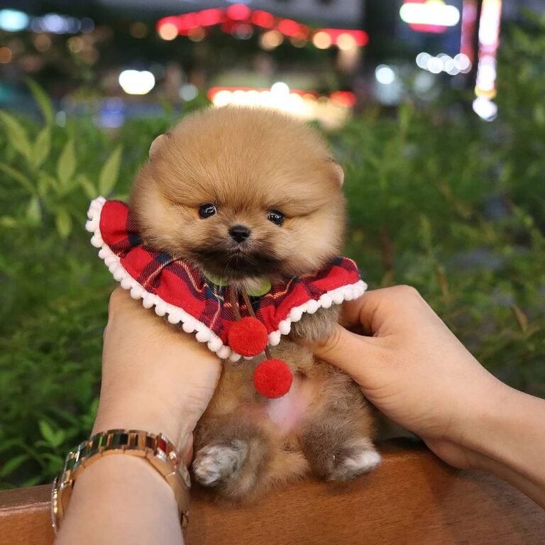 Pomeranian puppies for sale