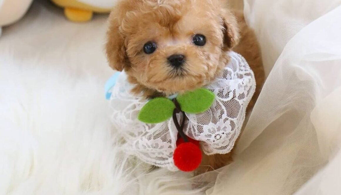 buy maltipoo online for sale an adorable mixed companion