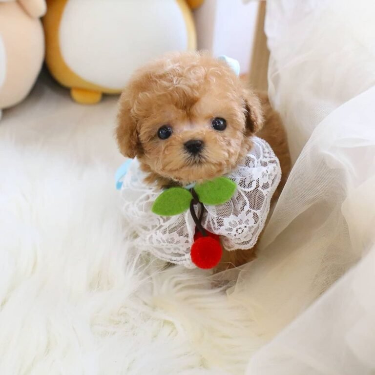 buy maltipoo online for sale an adorable mixed companion