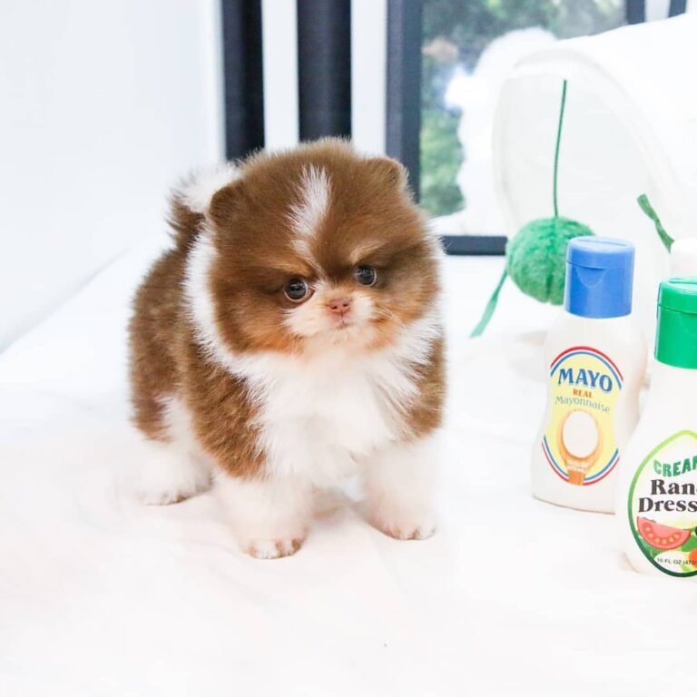 How Much Do Pomeranians Shed
