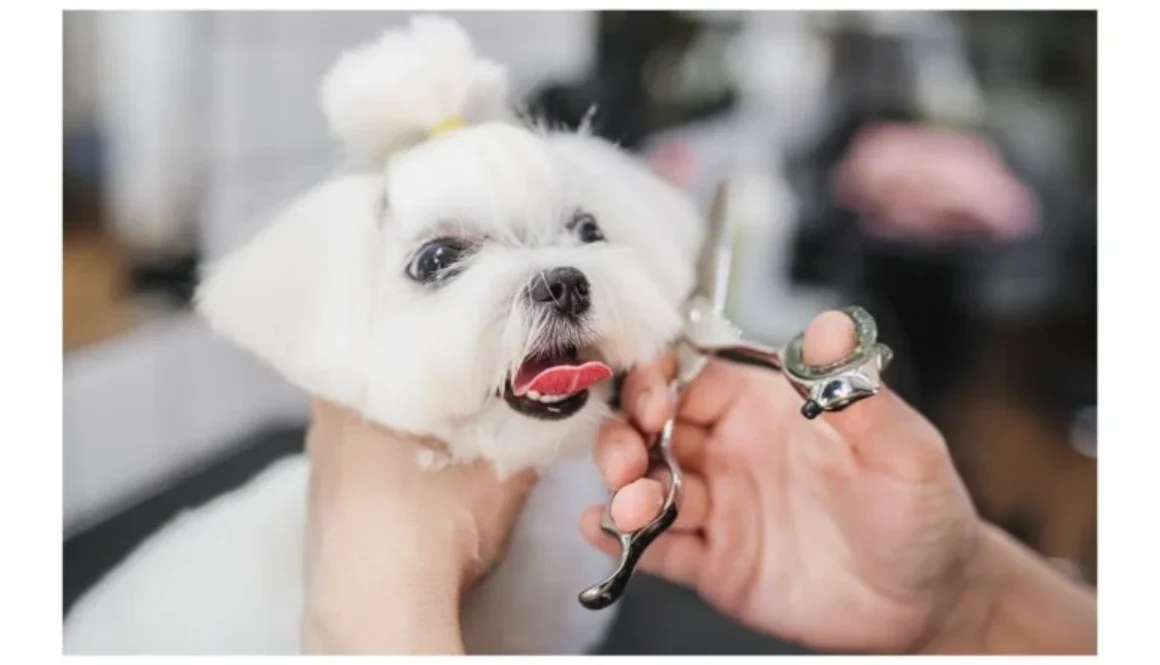 The Unique Texture of Maltese Hair