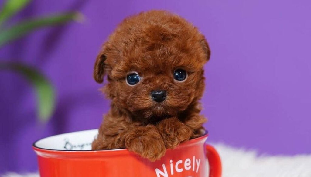 Teacup Poodles