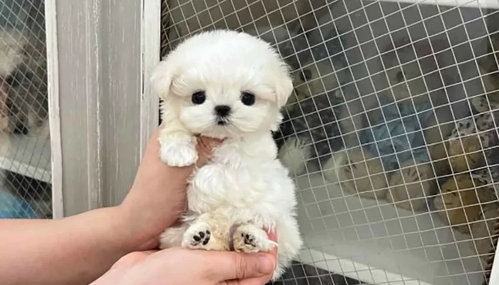 maltese for sale near me