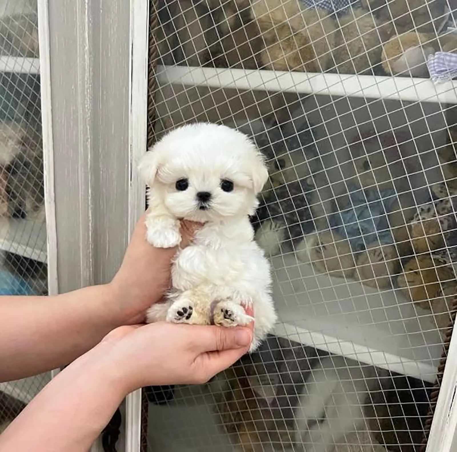 maltese for sale near me