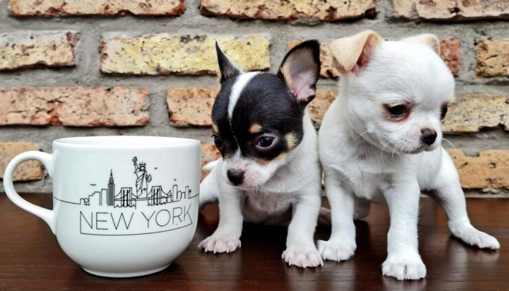 Teacup chichuahua puppies for sale