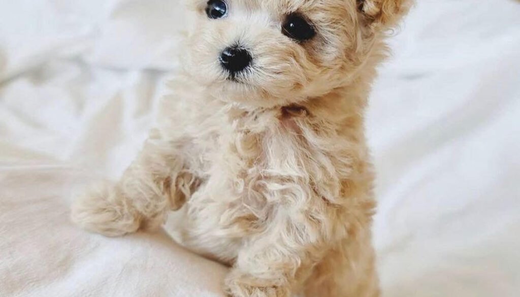 toy poodle Price
