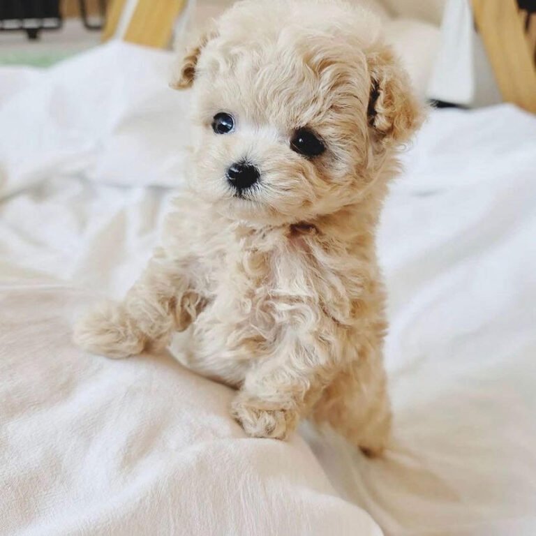 toy poodle Price