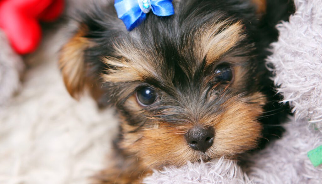 Tteacup yorkie price