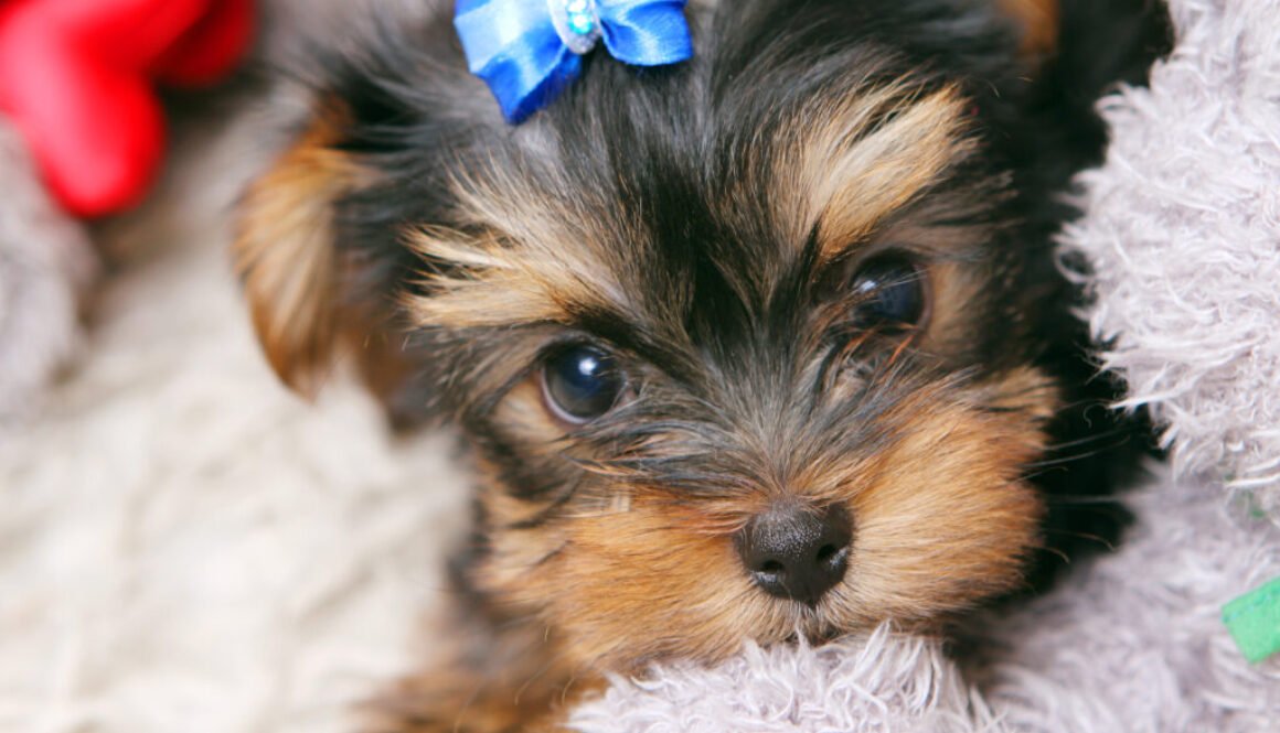 Tteacup yorkie price
