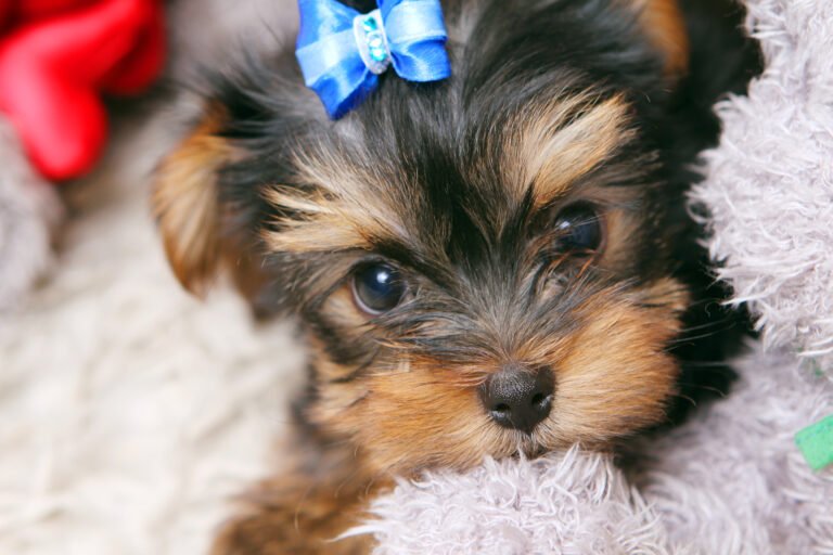 Tteacup yorkie price
