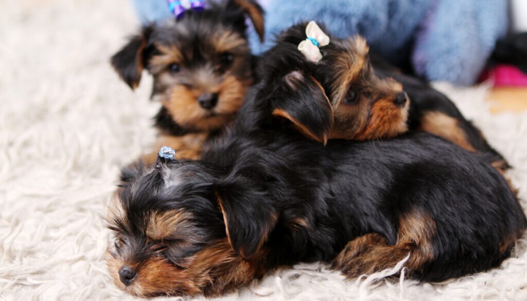 Teacup Yorkshire Terriers