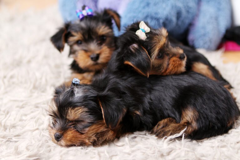 Teacup Yorkshire Terriers