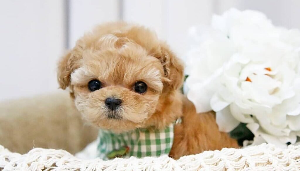 Maltipoo Photos