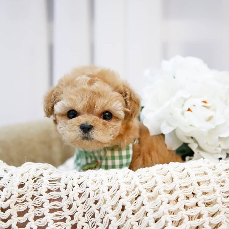 Maltipoo Photos
