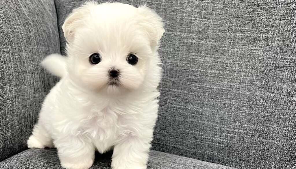 MALTESE FOR SALE