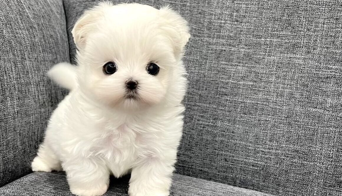 MALTESE FOR SALE