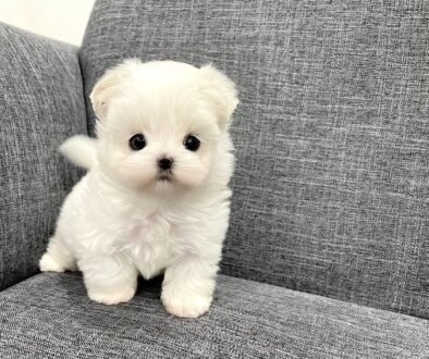 MALTESE FOR SALE