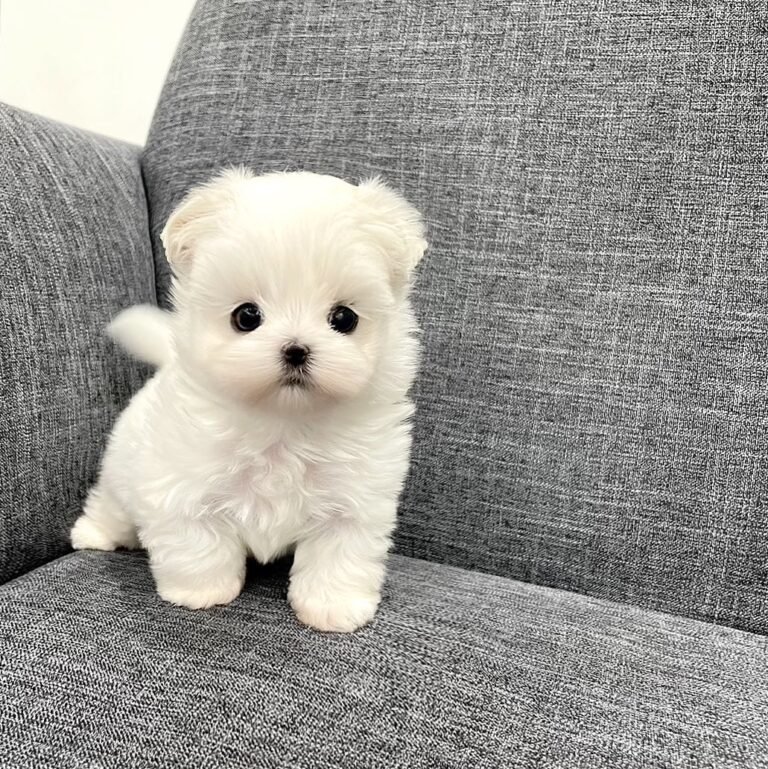 MALTESE FOR SALE