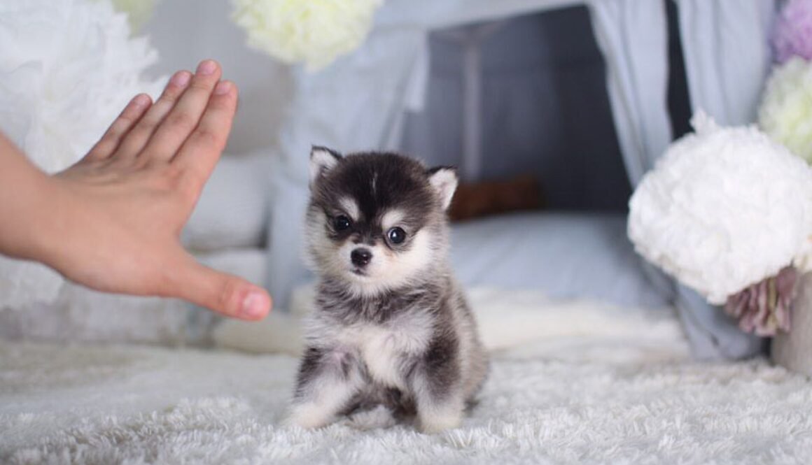 pomsky puppies