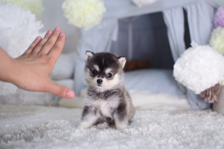 pomsky puppies